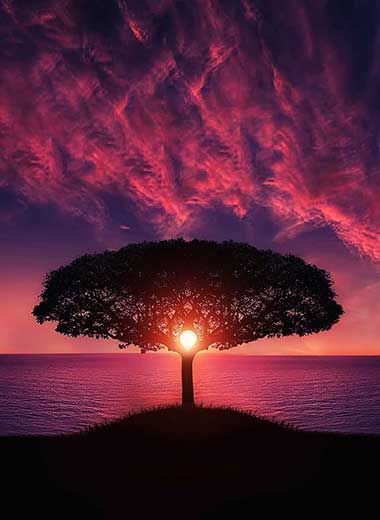 Image: Tree of Life with Sun in Background. Local Natural Plant Based Medicine Program